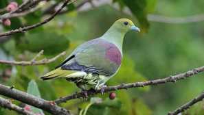 Japonski zeleni golob - exot s svetlo openo